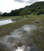 DSC03778 Flooded meadow @ Pui O.JPG