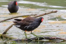 Moorhen.JPG