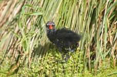 Moorhen Chick Facing Camera.jpg