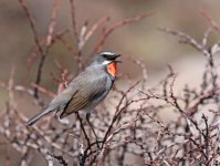 chinese rubythroat3800.jpg