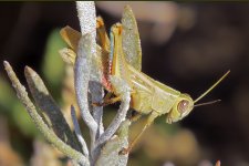 Grasshopper ID.jpg