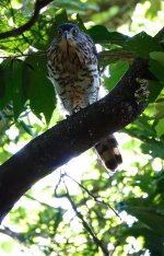 DSC03479 Crested Goshawk @ Pui O.jpg