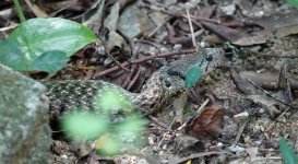 DSC03580 Checkered Keelback @ Pui O.JPG