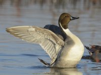 Northern_Pintail.jpg