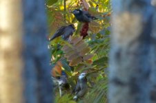 White-Cheeked Starling (1).jpg