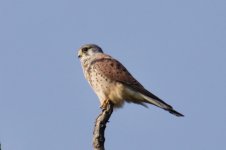 Eurasian Kestrel (1).jpg