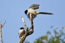 Azure-Winged Magpie (3).jpg