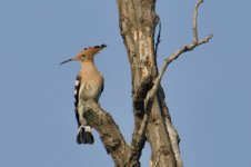 Hoopoe.jpg