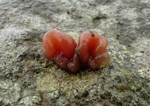 Jelly fungi on lichens.jpg