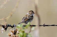 Clay-coloured Sparrow.JPG