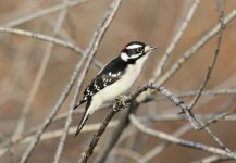 Downy Woodpecker.JPG