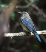 blue and white flycatcher pond lamma HK D5 300PF_DSC1033.jpg