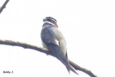 Whiskered Treswift.jpg