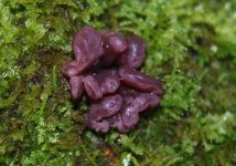 Fungi-small-1.jpg