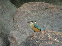 IMG_5508 small Common kingfisher.jpg