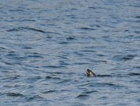 Otter_Donmouth_131016a.jpg