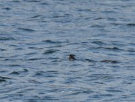 Otter_Donmouth_131016b.jpg