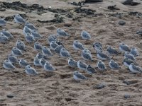 Sanderling_Aberdeen_131016a.jpg