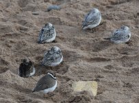 Sanderling_Aberdeen_131016b.jpg