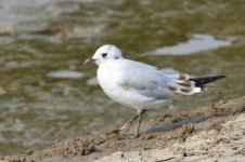 Saunder's Gull.jpg