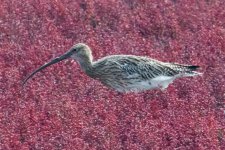 Eurasian Curlew.jpg