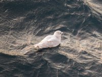 White Gull resize.jpg