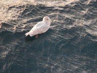 White Gull 2 resize.jpg