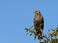 Savanna Hawk (juvenile) BRA 1432.JPG