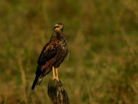 Great Black Hawk (juvenile) BRA 6662.JPG