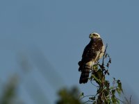 Black-collared Hawk (juvenile) BRA 4990.JPG