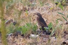 Naumann's Thrush.jpg