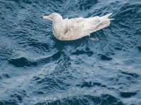 Another Glaucous resize.jpg