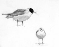 black_headed_gulls_sketch.jpg