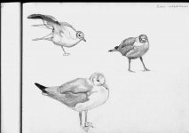 black_headed_gulls_sketch2.jpg