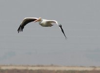 american_white_pelican.jpg