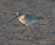 BarTailedGodwit@Snettisham_171206.jpg