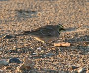 ShoreLark1@Snettisham_171206.jpg