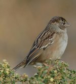 golden-crowned_sparrow.jpg