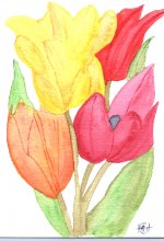 Tulips.jpeg