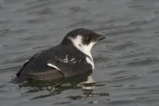 littleauk121106_8166-01.jpg