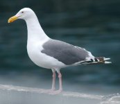 western_gull.jpg