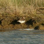 pec_sand_7oct06_420_20.jpg