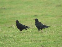 choughs_7oct06_420_20a.jpg