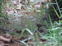 Streak-breasted Scimitar Babbler bathing.JPG