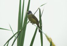 Collared Finchbill c.JPG