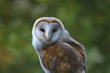 barn owl.JPG