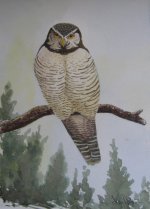 Hawk Owl.jpg