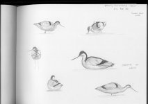 avocet_drawings.jpg