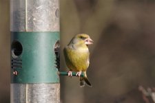 Greenfinch.JPG