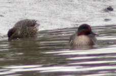 green-wing teal dundalk harb nov 06.jpg